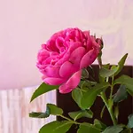 Rosengarten *