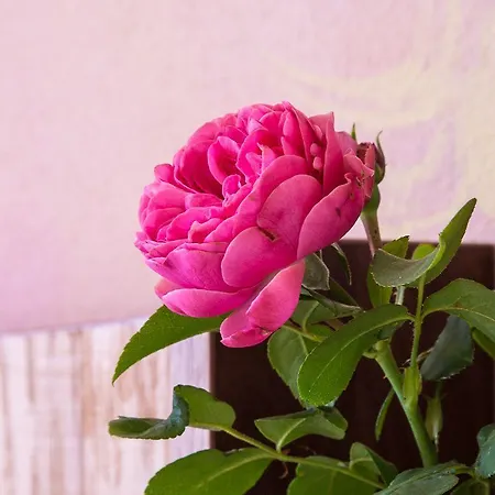 Rosengarten *